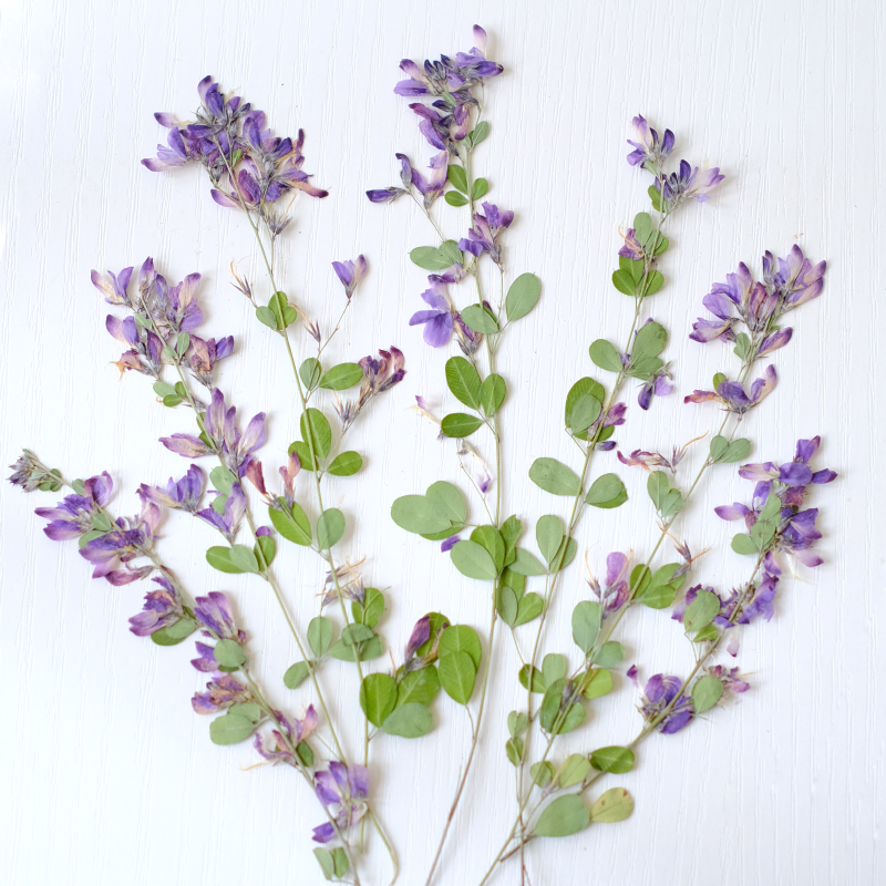 6pcs,nature Lespedeza Formosa  - Dried Flower Bookmark avaliação e preço