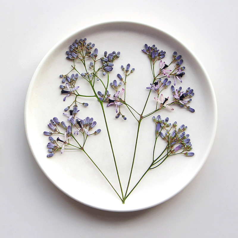 120pcs Pressed Dried Melia aze - Dried Flower Bookmark avaliação e preço