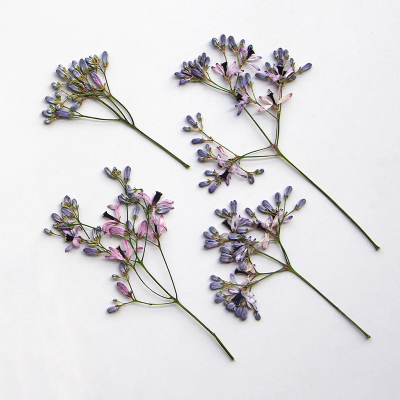 120pcs Pressed Dried Melia aze - Dried Flower Bookmark avaliação e preço
