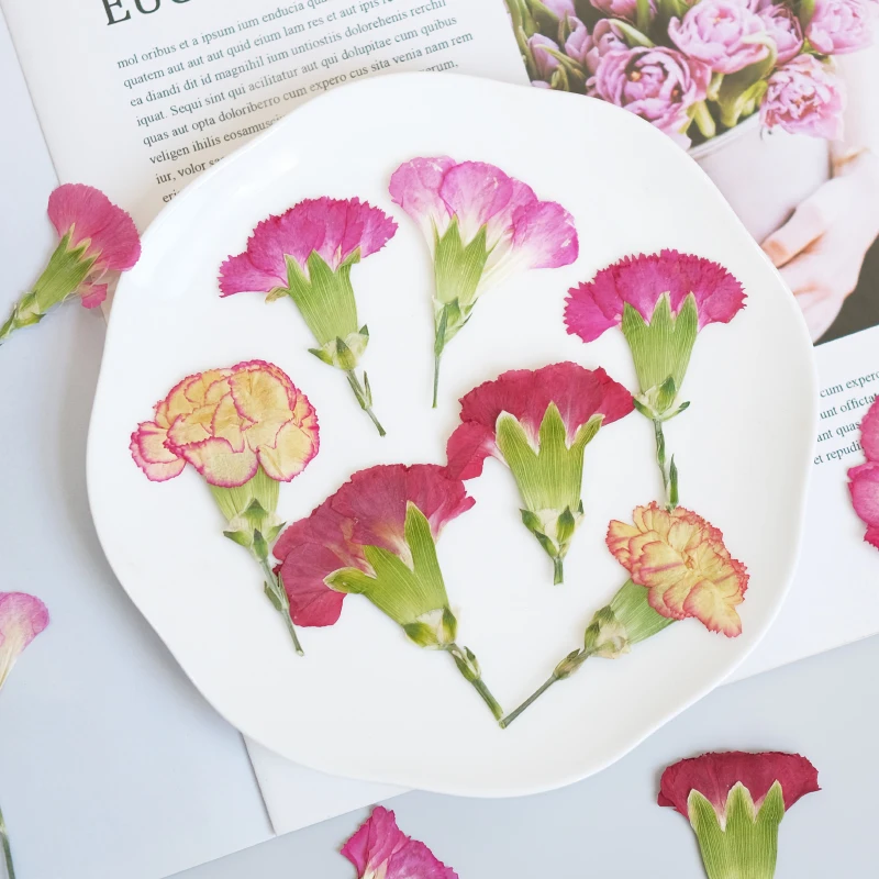 6pcs/4-7cm,Carnation dried flo - Dried Flower Bookmark avaliação e preço