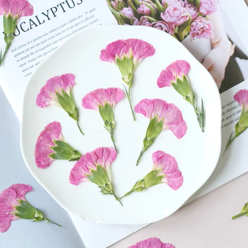 6pcs/4-7cm,Carnation dried flo - Dried Flower Bookmark avaliação e preço