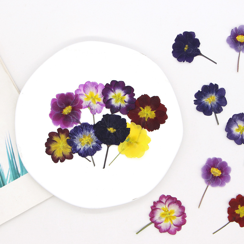 48Pcs European Primrose Teachi - Dried Flower Bookmark avaliação e preço