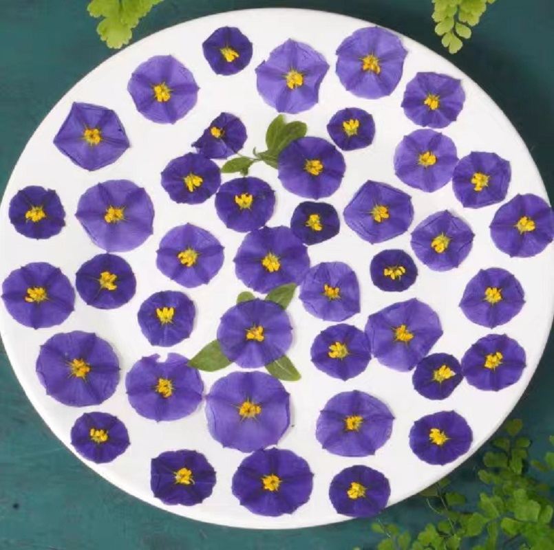 100pcs Pressed Dried Lycianthe - Dried Flower Bookmark avaliação e preço