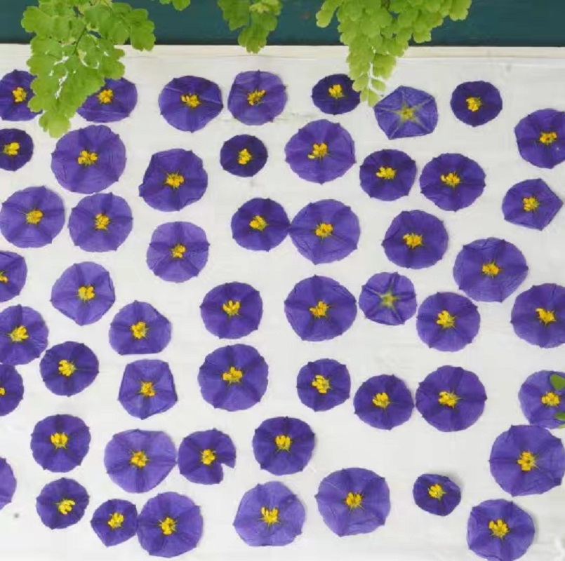 100pcs Pressed Dried Lycianthe - Dried Flower Bookmark avaliação e preço