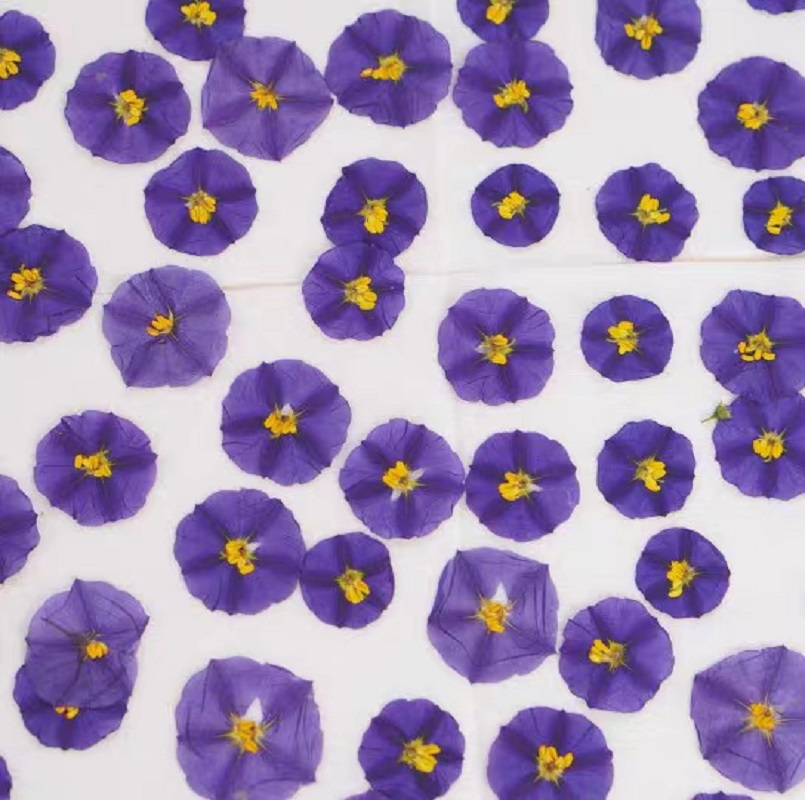 100pcs Pressed Dried Lycianthe - Dried Flower Bookmark avaliação e preço