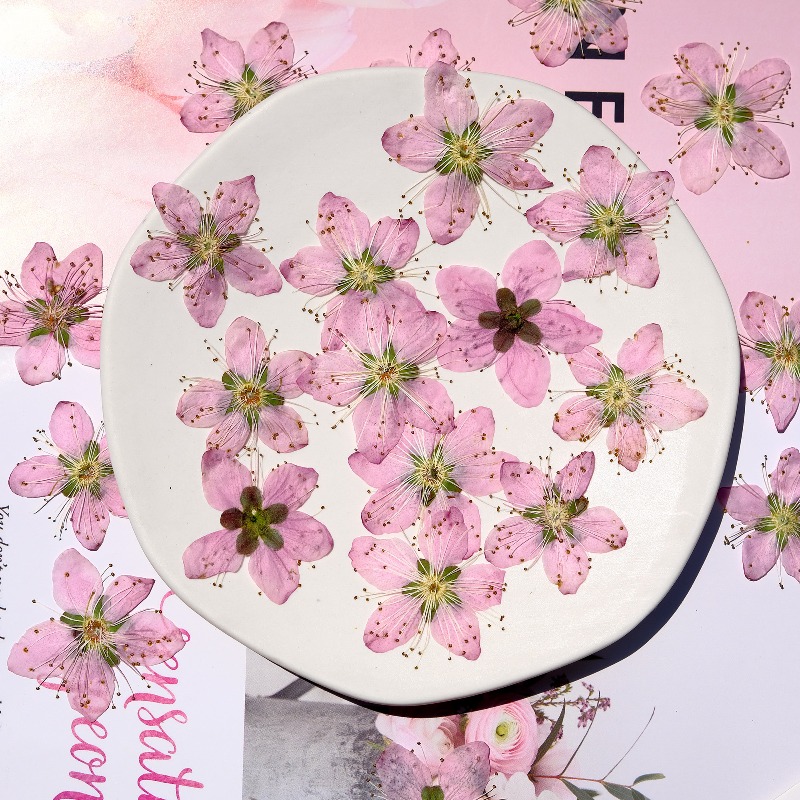 3-4cm./6pcs,Pink Peach Blossom - Dried Flower Bookmark avaliação e preço