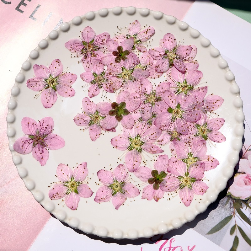3-4cm./6pcs,Pink Peach Blossom - Dried Flower Bookmark avaliação e preço