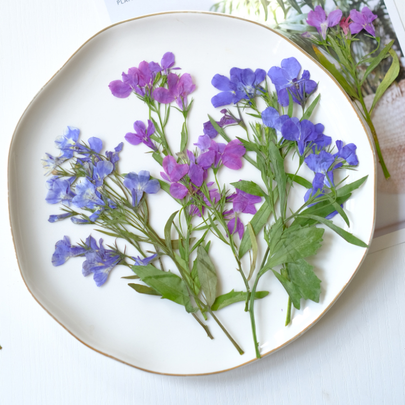 6pcs/8-13cm,nature Lobelia Eri - Dried Flower Bookmark avaliação e preço