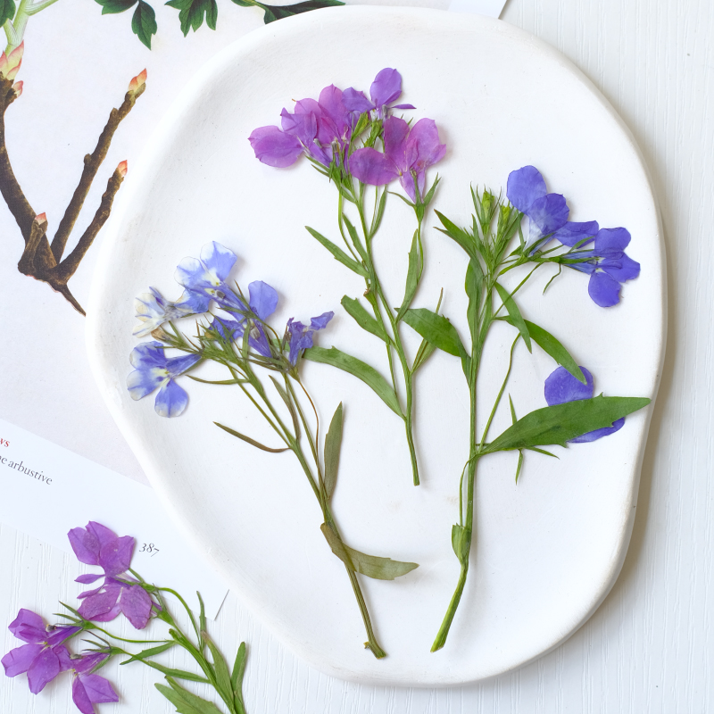 6pcs/8-13cm,nature Lobelia Eri - Dried Flower Bookmark avaliação e preço