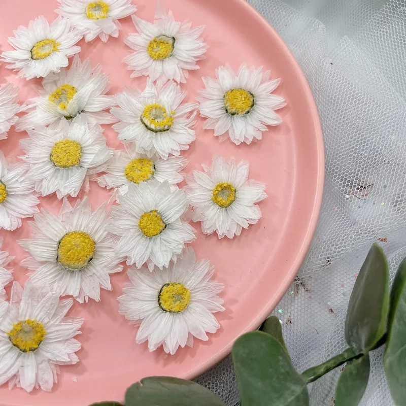 24pcs/2-4CM,Natural Pressed Fl - Dried Flower Bookmark avaliação e preço