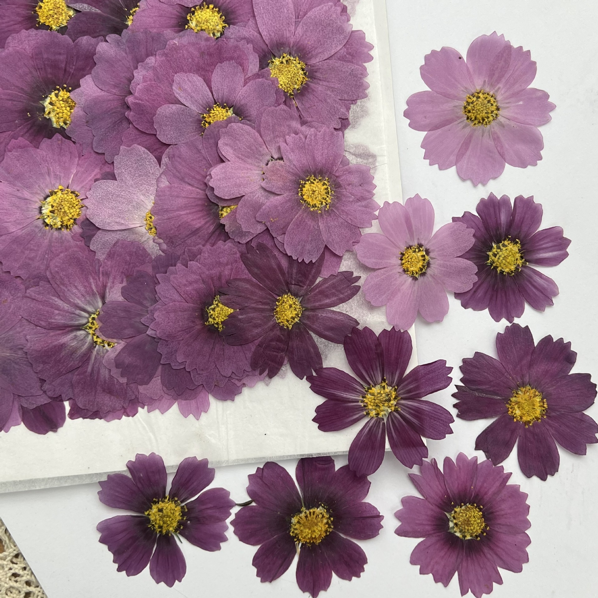 100Pcs Cosmos Dried Flower Pre - Dried Flower Bookmark avaliação e preço