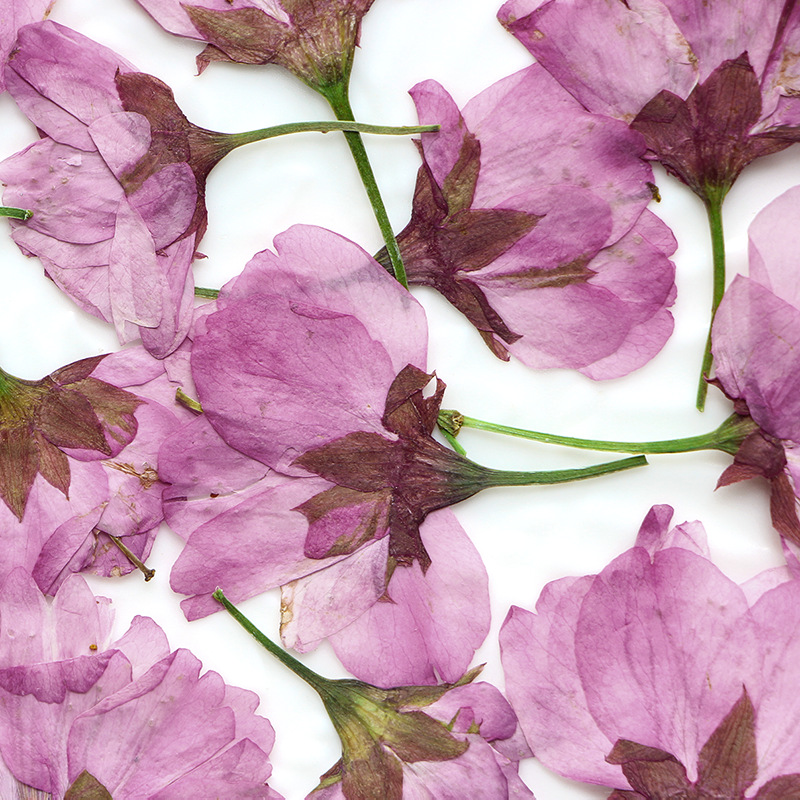 36Pcs Natural Dried Flower Pre - Dried Flower Bookmark avaliação e preço