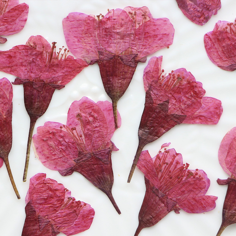 36Pcs Natural Dried Flower Pre - Dried Flower Bookmark avaliação e preço
