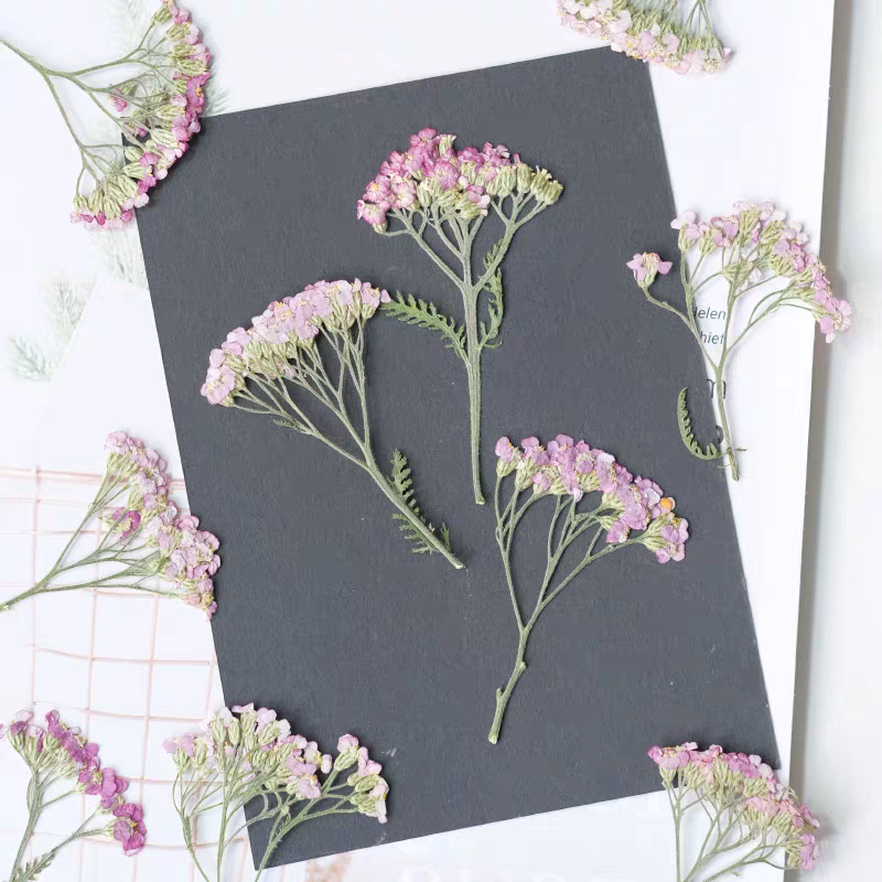 60pcs Pressed Dried Yarrow Ach - Dried Flower Bookmark avaliação e preço