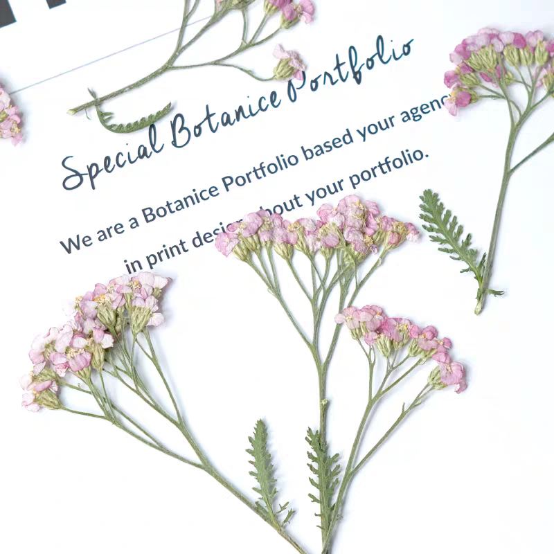 60pcs Pressed Dried Yarrow Ach - Dried Flower Bookmark avaliação e preço