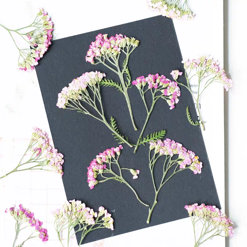60pcs Pressed Dried Yarrow Ach - Dried Flower Bookmark avaliação e preço
