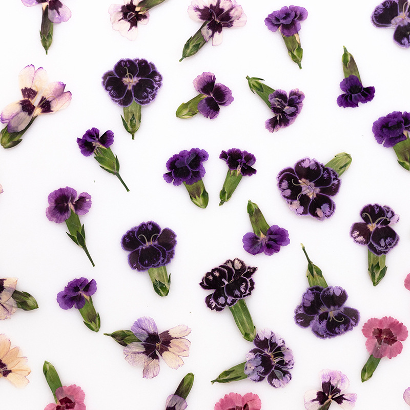 24pcs,Pressed Dried Dianthus F - Dried Flower Bookmark avaliação e preço