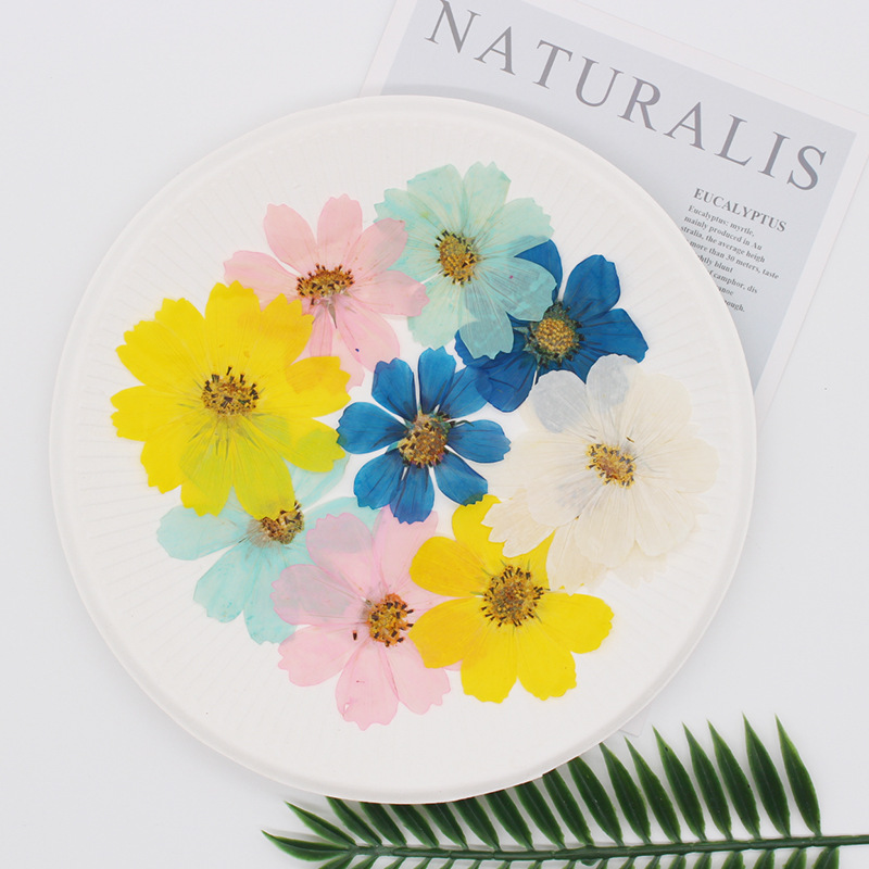 36Pcs Large Cosmos Flower Drie - Dried Flower Bookmark avaliação e preço