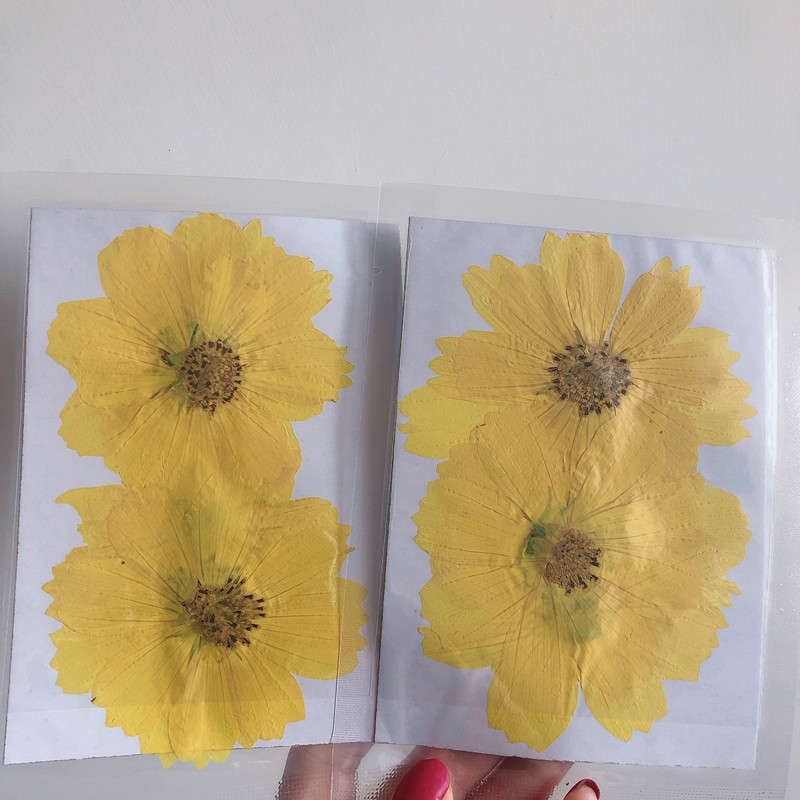 36Pcs Large Cosmos Flower Drie - Dried Flower Bookmark avaliação e preço