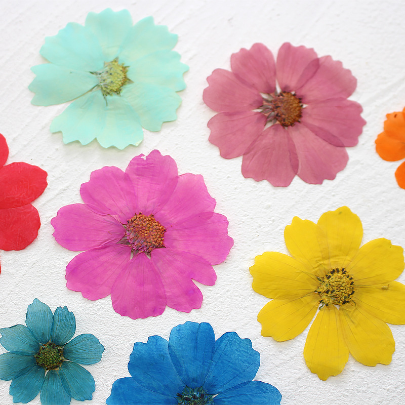 36Pcs Large Cosmos Flower Drie - Dried Flower Bookmark avaliação e preço