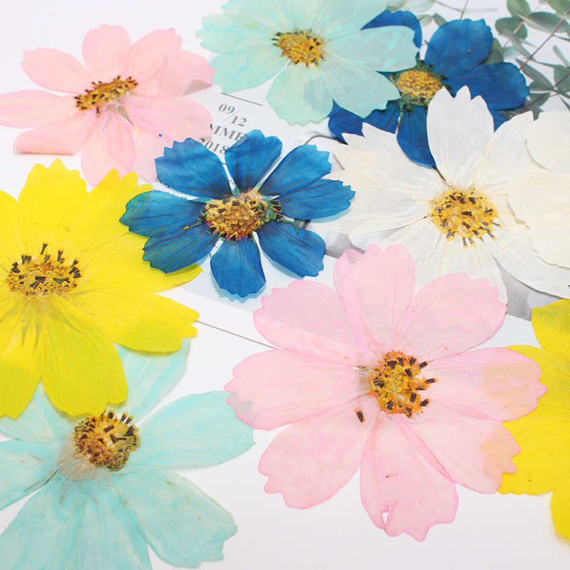 36Pcs Large Cosmos Flower Drie - Dried Flower Bookmark avaliação e preço