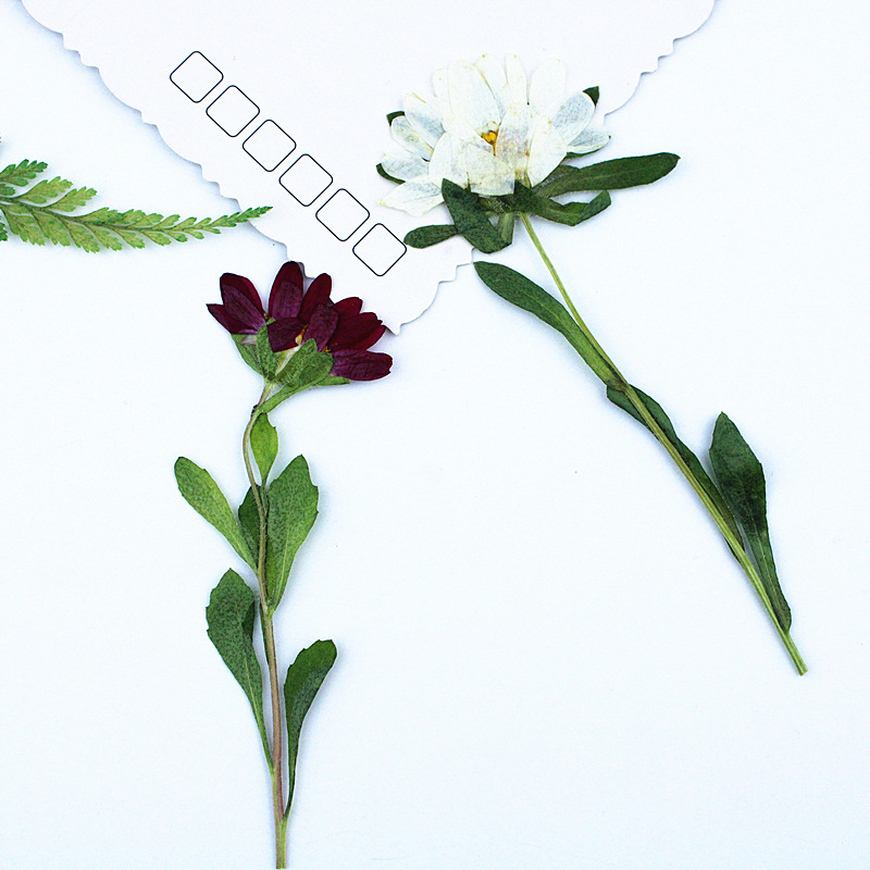 24pcs,Mini Chrysanthemum Press - Dried Flower Bookmark avaliação e preço