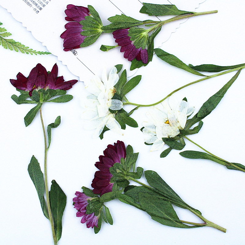 24pcs,Mini Chrysanthemum Press - Dried Flower Bookmark avaliação e preço